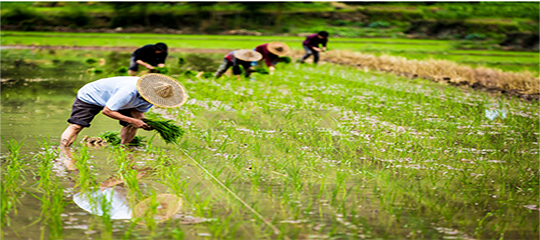 農(nóng)業(yè)農(nóng)村部辦公廳關(guān)于開展2020年全國農(nóng)民“小康美景手機(jī)拍”攝影作品征集活動的通知